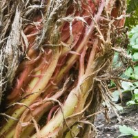 Brazilian Giant-rhubarb